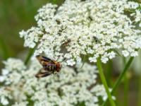 Wanzenfliege Männchen